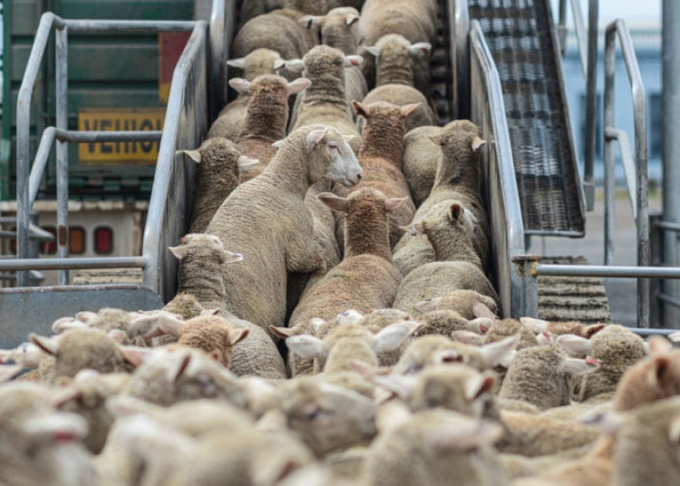 Transport de animale. FOTO: ANSVSA