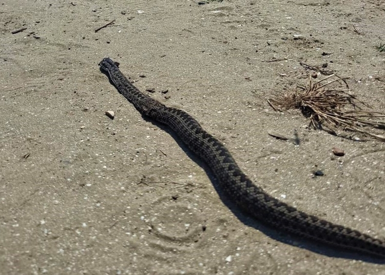 Vipera de stepă văzută pe plaja Perișor. FOTO ARBDD