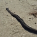 Vipera de stepă văzută pe plaja Perișor. FOTO ARBDD