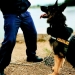 Câine din dotarea Poliției de Frontieră. FOTO Poliția de Frontieră
