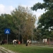 Vacile au fost lăsate să pască în parc. FOTO Facebook/Ștefan Ilie