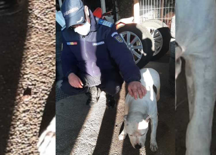 Câinele a fost înapoit de către jandarmi proprietarului. FOTO IJJ Tulcea
