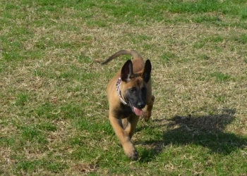 Igor, noul câine din dotarea IJJ Tulcea. FOTO IJJ Tulcea