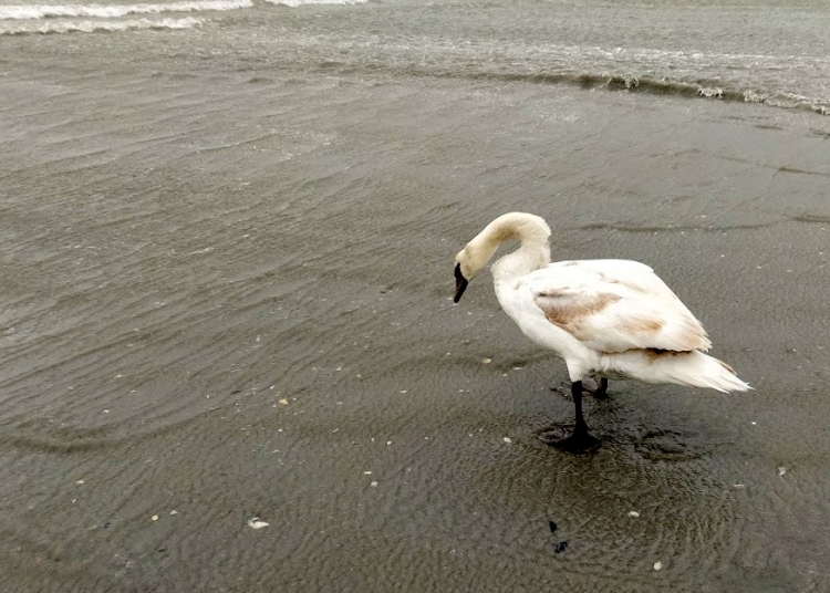 Lebădă. FOTO Cătălin SCHIPOR