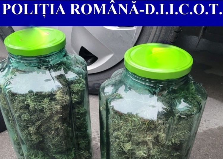 Cannabis găsit la percheziții. FOTO Poliția Română