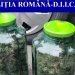 Cannabis găsit la percheziții. FOTO Poliția Română