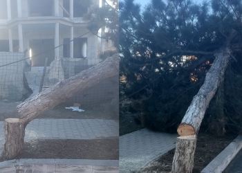 Arborele tăiat fără autorizație. FOTO Poliția Locală Babadag