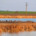 Record de codalbi la Sarinasuf. FOTO INCD „Delta Dunării“