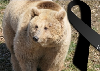 Ursoaica Masha. FOTO Asociației AMP Libearty