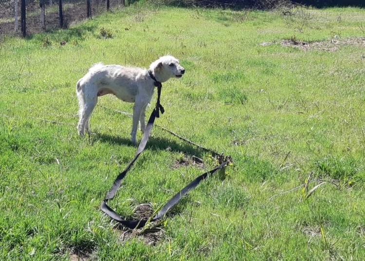 Câinele a fost salvat în urma unei sesizări. FOTO IPJ Galați