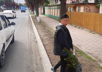 Minor prins la furat de trandafiri. FOTO Primăria Hârșova