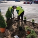 Lucrări la spațiul verde din municipiu. FOTO Primăria Tulcea
