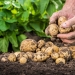 Sursa foto: agro.basf.ro