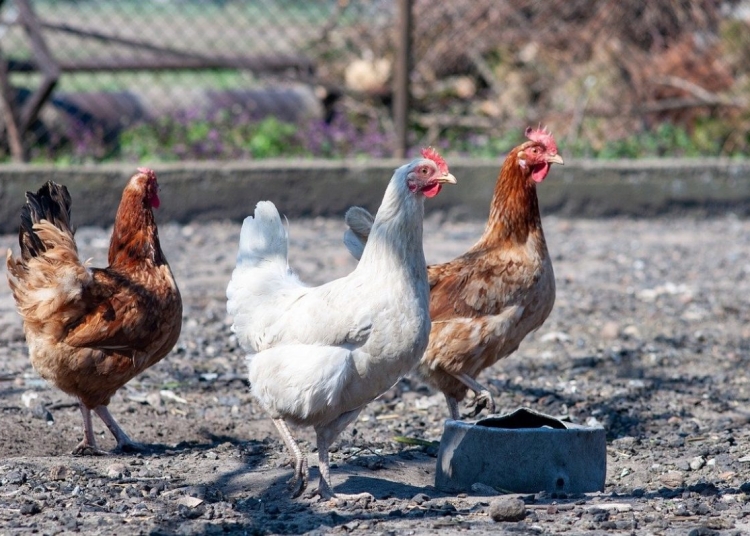 sursa foto: G4media.ro