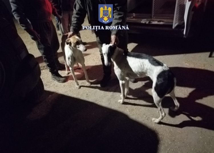 Ogari folosiți la partide ilegale de vânătoare. FOTO Poliția Română