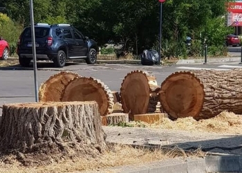 Locul plopului va fi luat de o statuie. FOTO Facebook