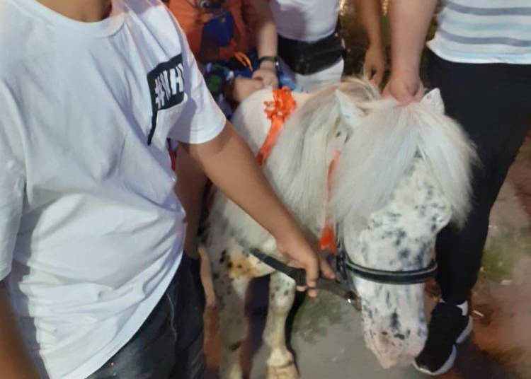 Ponei confiscat de Poliția Locală. FOTO Primăria Constanța