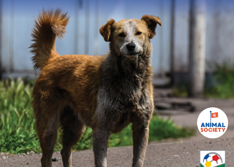 sursa foto: Primăria Constanța