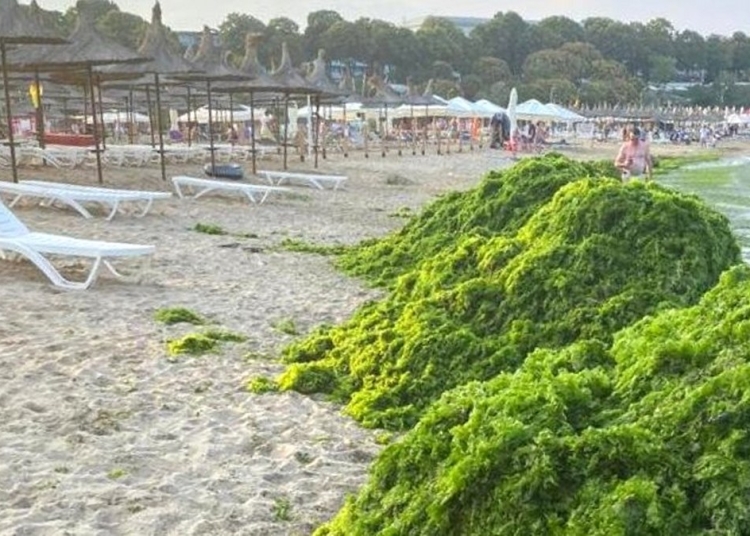 Munți de alge adunați pe malul mării. FOTO ABADL