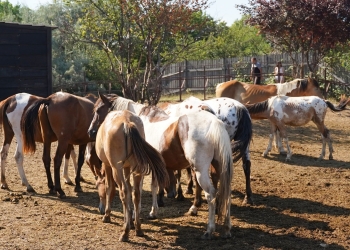 Caii salvați de la Techirghiol poartă pe ei urmele chinurilor prin care au trecut. FOTO Cătălin SCHIPOR