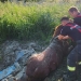 Pompierii au reușit salvarea calului. FOTO ISU Dobrogea