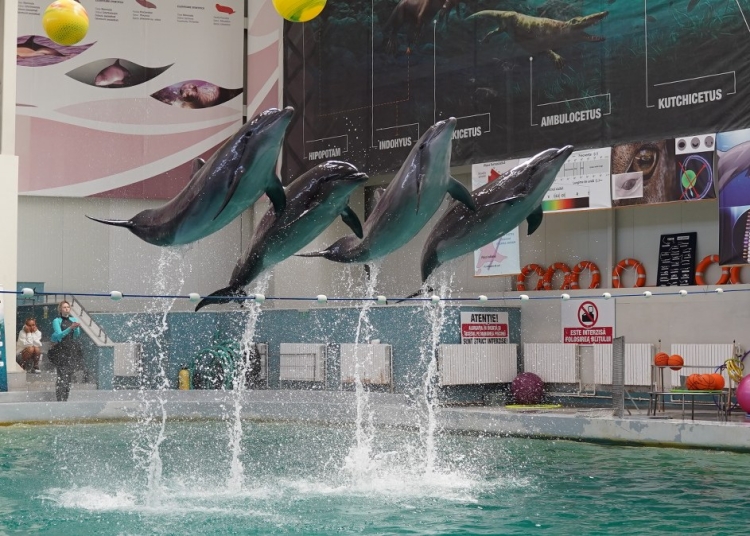 În vacanță se vor ține reprezentații suplimentare la Delfinariu dacă va fi nevoie