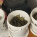 Canabis depistat în urma perchezițiilor. FOTO DIICOT