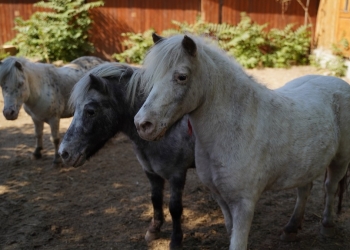 Ponei la Microrezervație. FOTO Cătălin SCHIPOR