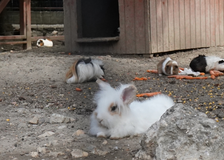 Iepurași și porcușori de guineea la CMSN. FOTO Cătălin SCHIPOR