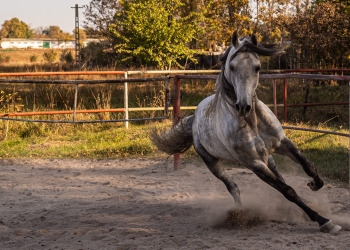 Unul dintre caii pepinieri de la Herghelia Mangalia. FOTO Cătălin SCHIPOR