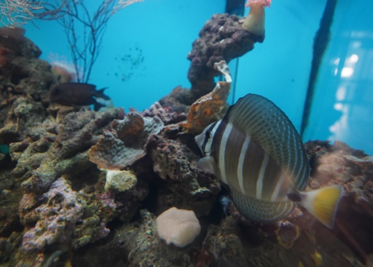 Acvariul din Constanța. FOTO Cătălin SCHIPOR