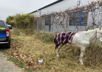 Calul abandonat a fost preluat de către polițiști. FOTO IPJ Călărași