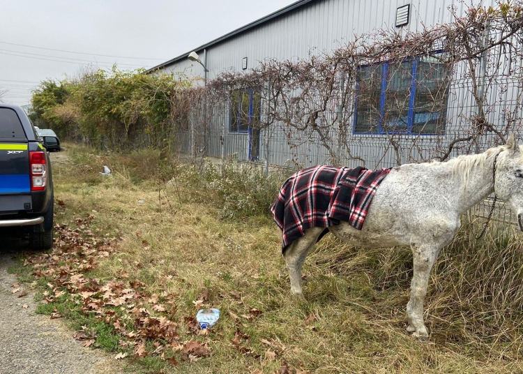 Calul abandonat a fost preluat de către polițiști. FOTO IPJ Călărași