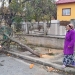 Copac tăiat ilegal. FOTO Poliția Locală Babadag