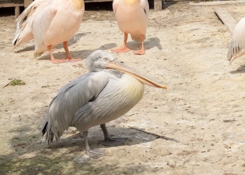 Pelicanul creț. FOTO Cătălin SCHIPOR