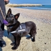 Thor - Sursa Foto: IJJ Constanța