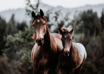 sursa foto: Getty Images