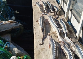 Braconieri prinși pe Dunăre în timp ce pescuiau sturion cu echipamente ilegale