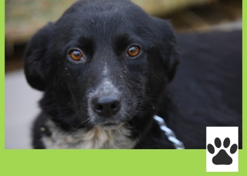 sursa foto: Primăria Constanța