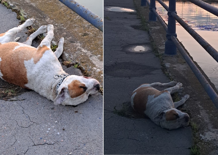 Sursa foto: Asociatia Drepturile Animalelor ADAC (Facebook)