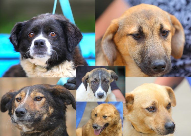 foto cu rol ilustrativ