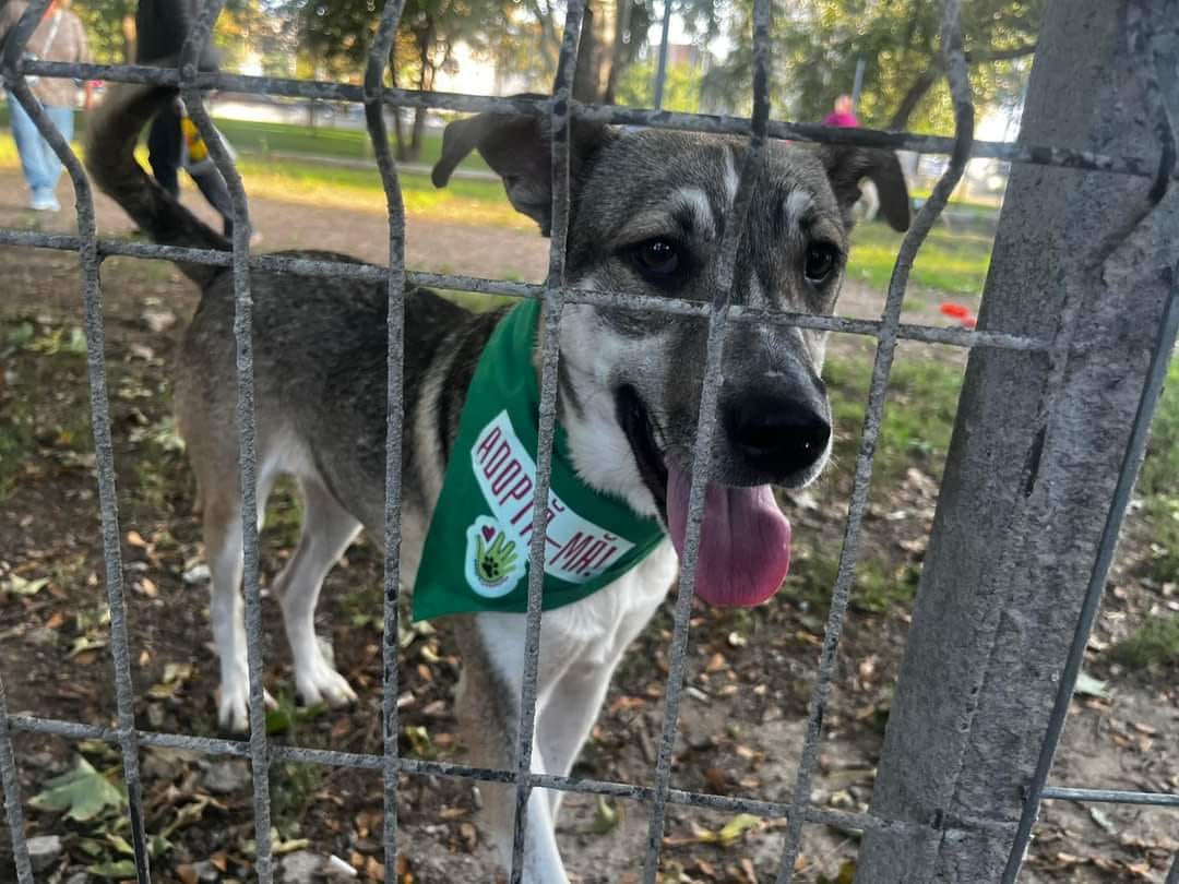 Constănțenii sunt așteptați la Târgul de adopții canine din Parcul de la Gară