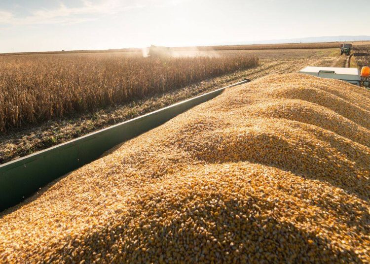 Foto: Agrointeligența