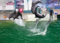 VIDEO. Delfinariul din Constanța și-a redeschis porțile: iată programul zilnic