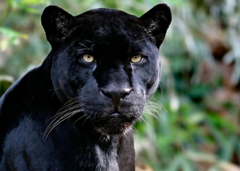 Sursa foto: Pinterest