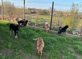 GALERIE FOTO. Câini găsiți morți în curtea unei locuințe din Plopeni: Poliția a deschis dosar penal