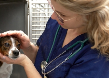 Campania „Adoptă un cățel" continuă la Constanța