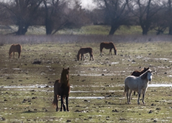 foto: Facebook/Marian Sterea