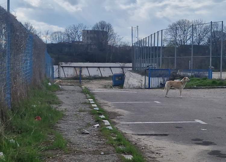 Amplasament stadion "Gheorghe Hagi"