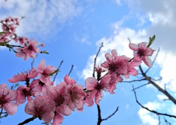 sursa foto: constanta-turistica.com